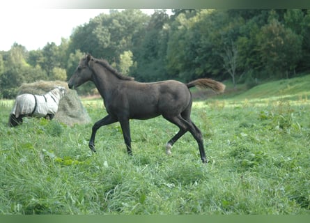Berberhäst, Sto, 1 år, 156 cm, Grå