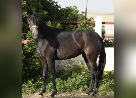 Berberhäst, Sto, 2 år, 155 cm