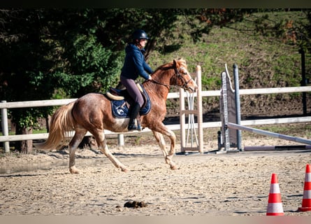 Berbero, Castrone, 5 Anni, 154 cm, Sabino