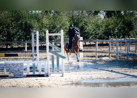 Berbero, Castrone, 5 Anni, 154 cm, Sabino