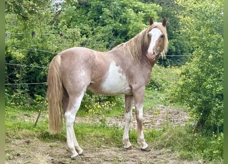 Berbero, Castrone, 5 Anni, 154 cm