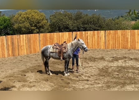 Berbero Mix, Castrone, 7 Anni, 152 cm, Grigio pezzato