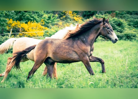 Berbero, Stallone, 1 Anno, 154 cm, Può diventare grigio