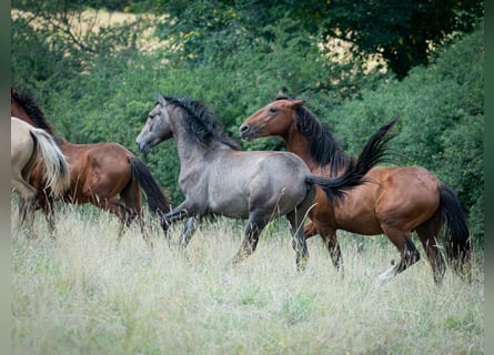 Berbero, Stallone, 2 Anni, 151 cm, Grigio trotinato