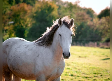Berbero, Stallone, 3 Anni, 156 cm, Falbo baio