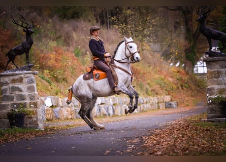 Berbero, Stallone, 12 Anni, 152 cm, Grigio pezzato