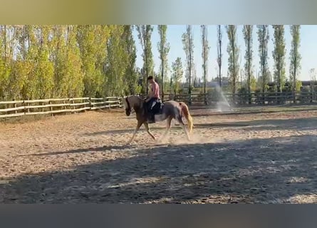 Bereber, Caballo castrado, 4 años, 154 cm, Sabino
