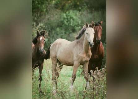 Bereber, Semental, 1 año, 159 cm, Buckskin/Bayo