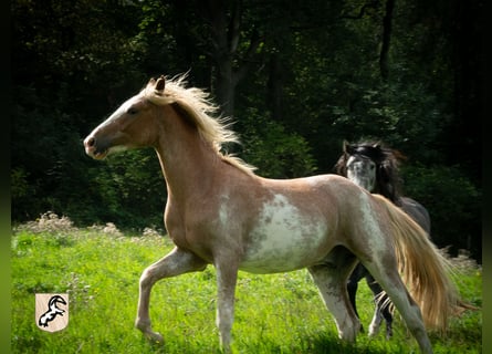 Bereber, Semental, 2 años, 154 cm, Sabino