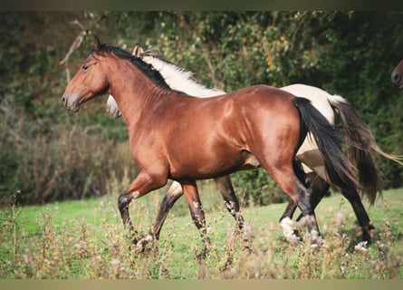 Bereber, Semental, 2 años, 155 cm, Castaño
