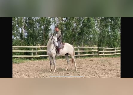 Bereber, Semental, 5 años, 158 cm, Musgo marrón