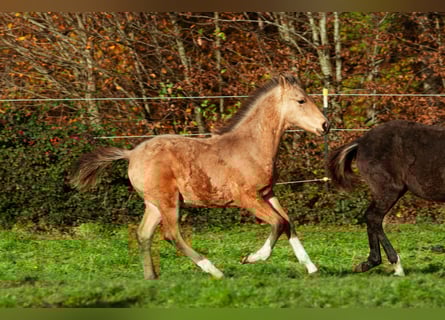 Bereber, Semental, Potro (06/2025), 159 cm, Buckskin/Bayo