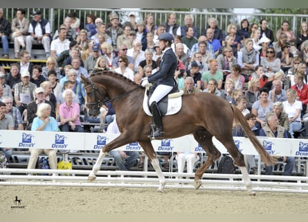 Oldenburgo, Semental, 12 años, 173 cm, Alazán-tostado