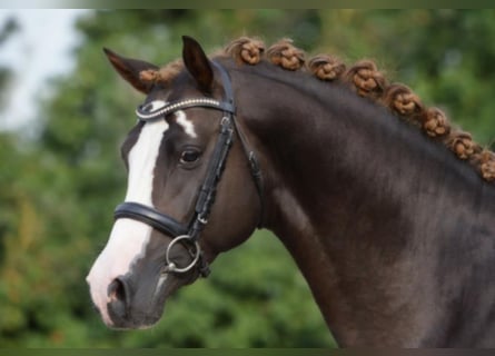 Pony tedesco, Stallone, 16 Anni, 148 cm, Sauro scuro