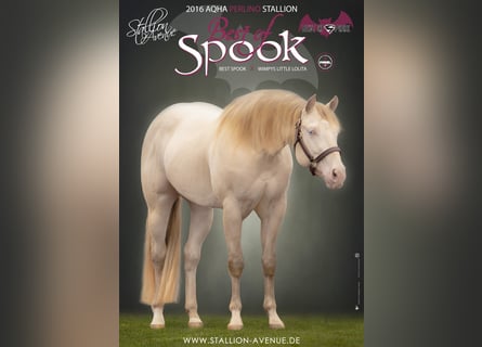 American Quarter Horse, Hengst, 9 Jahre, 153 cm, Perlino