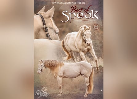 American Quarter Horse, Hengst, 10 Jaar, 153 cm, Perlino