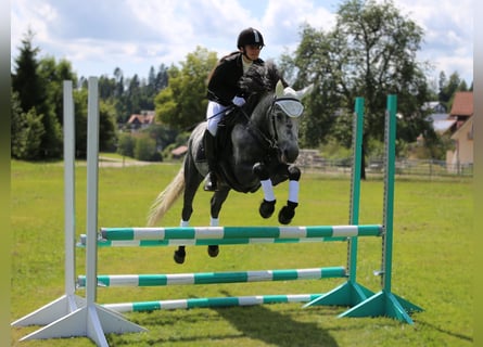 Connemara, Hengst, 5 Jahre, 145 cm, Schimmel