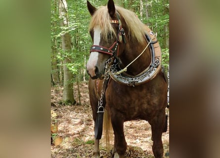 Black Forest Horse, Gelding, 11 years, 15,2 hh, Chestnut-Red