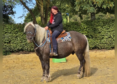 Black Forest Horse Mix, Gelding, 4 years, 15 hh, Chestnut