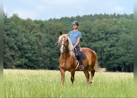 Black Forest Horse, Gelding, 6 years, 15.2 hh, Chestnut-Red