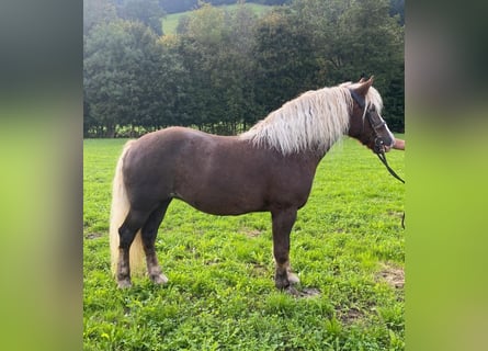 Black Forest Horse, Mare, 14 years, Chestnut