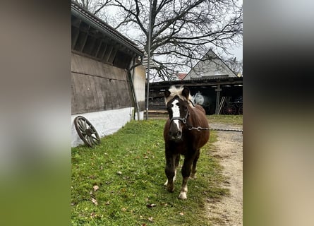 Black Forest Horse, Mare, 1 year, Chestnut-Red