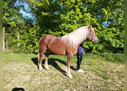 Black Forest Horse, Mare, 2 years, Chestnut