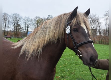 Black Forest Horse, Mare, 3 years, 15 hh, Chestnut