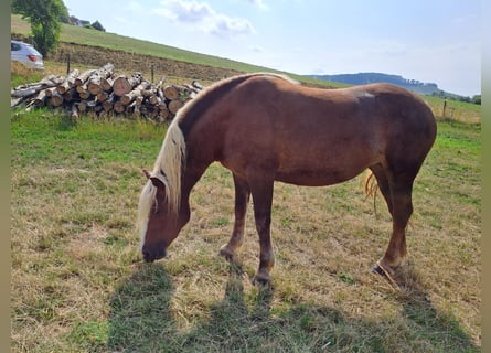 Black Forest Horse, Mare, 3 years, 15 hh, Chestnut-Red