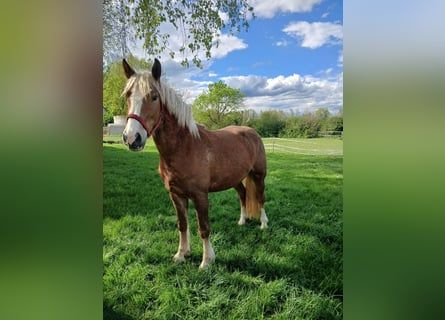 Black Forest Horse, Mare, 4 years, 14,3 hh, Chestnut-Red