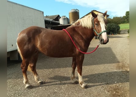 Black Forest Horse, Mare, 4 years, 15 hh, Chestnut-Red