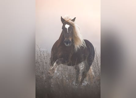 Black Forest Horse, Mare, 6 years, 14.3 hh, Chestnut