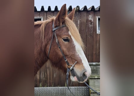 Black Forest Horse Mix, Mare, 6 years, 15.1 hh, Chestnut-Red