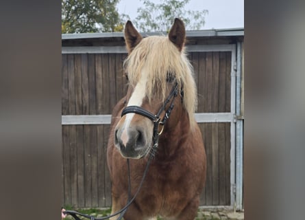 Black Forest Horse Mix, Mare, 6 years, 15,2 hh, Chestnut