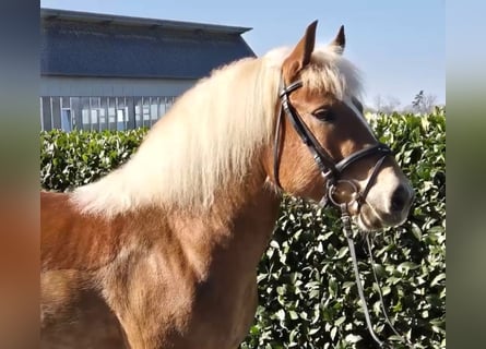 Black Forest Horse, Mare, 7 years, 14,1 hh, Chestnut-Red