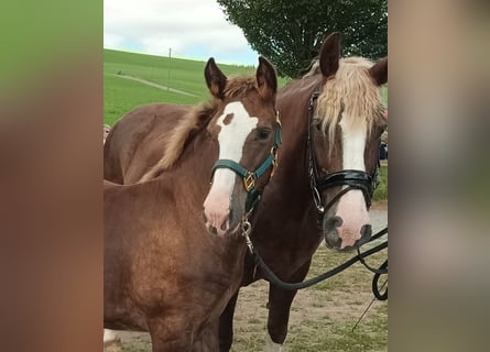 Black Forest Horse, Stallion, 1 year, 15 hh, Chestnut-Red