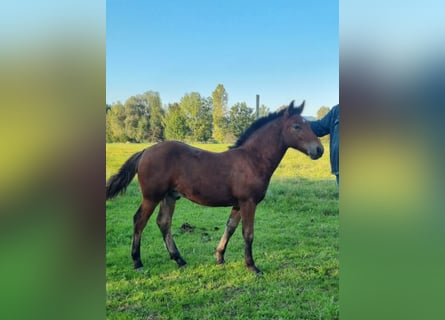 Black Forest Horse, Stallion, 1 year, Brown