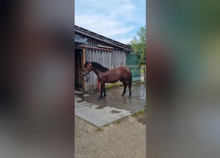 Black Forest Horse, Stallion, 1 year, Brown