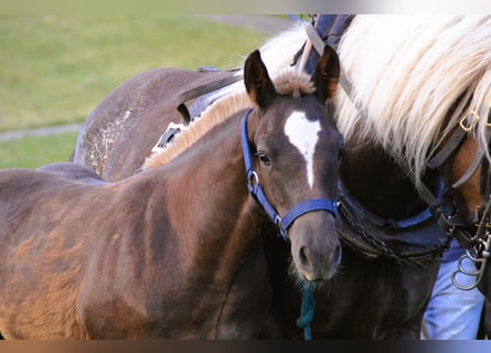 Black Forest Horse, Stallion, Foal (02/2025), 15.1 hh, Chestnut Black Forest Horse, Stallion, Foal (02/2025), 15.1 hh, Chestnut