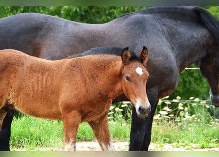 Black Forest Horse, Stallion, Foal (04/2025), 15,1 hh, Brown