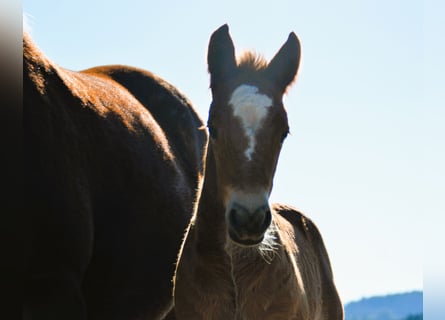 Black Forest Horse, Stallion, Foal (02/2025), 15,1 hh, Chestnut