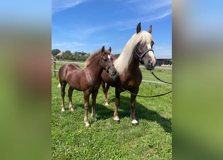 Black Forest Horse, Stallion, Foal (04/2024)