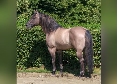 American Quarter Horse, Stallone, 18 Anni, 154 cm, Grullo