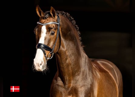 Deens warmbloed, Hengst, 17 Jaar, 168 cm, Donkere-vos