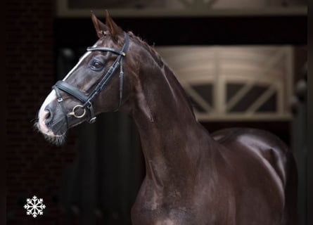 Oldenbourg, Étalon, 33 Ans, 171 cm, Alezan brûlé