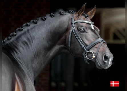 Hannoveraner, Hengst, 14 Jahre, Brauner