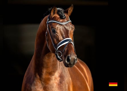 Oldenburg, Stallone, 7 Anni, 168 cm, Baio ciliegia