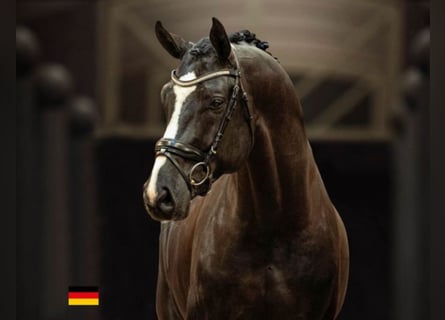 Hannoveraner, Hengst, 7 Jahre, 174 cm, Rappe