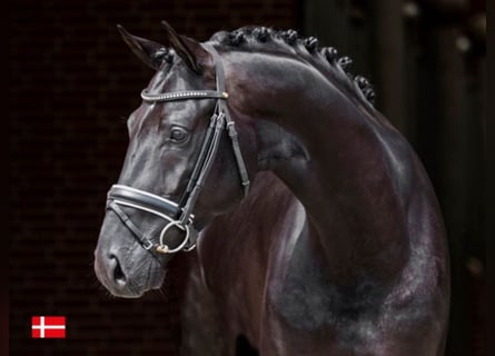 KWPN, Stallion, 10 years, 16,2 hh, Black