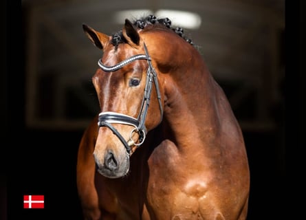 KWPN, Stallone, 9 Anni, 168 cm, Baio ciliegia